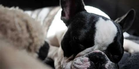 11 Questions Owners Have If Their Dog Is Dreaming